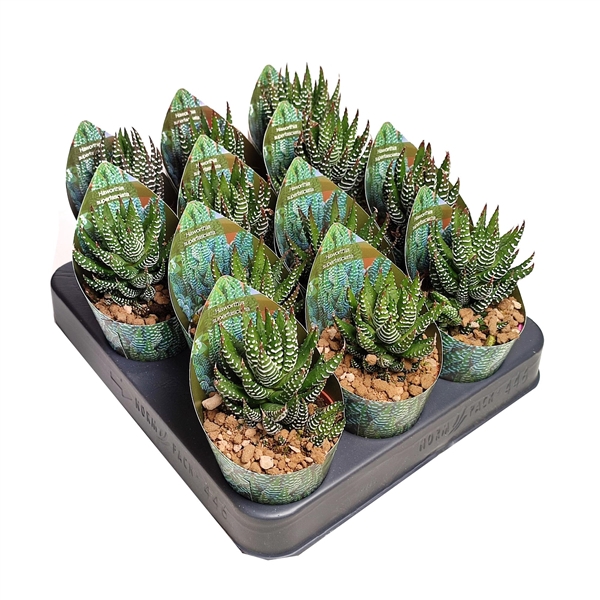 <h4>HAWORTHIA SUPERFASCIATA - POT Ø 6,5 WITH POTCOVER (SUCCULENTEN)</h4>