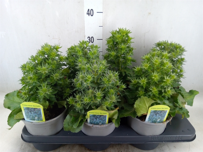 <h4>Eryngium alp. 'Blue Star'</h4>