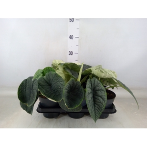 Alocasia melo