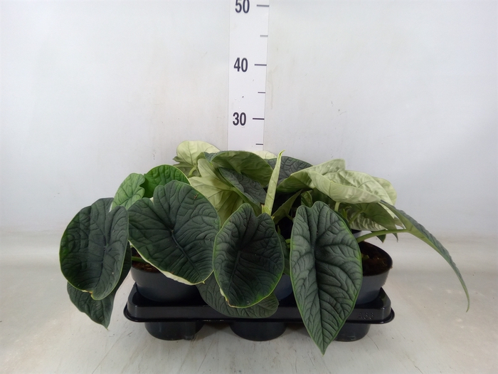 <h4>Alocasia melo</h4>
