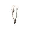 Syringa Branch Super Walczyk
