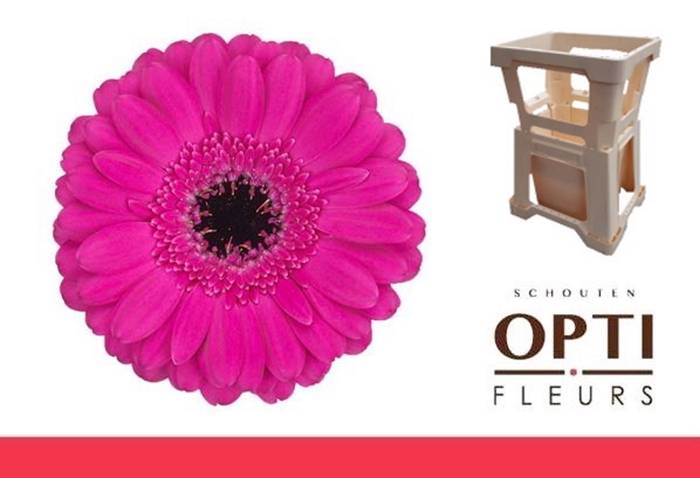 <h4>Germini Anna Water</h4>