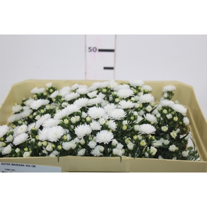 ASTER MARIANA 050 CM