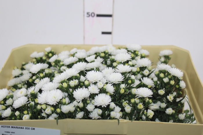 <h4>ASTER MARIANA 050 CM</h4>