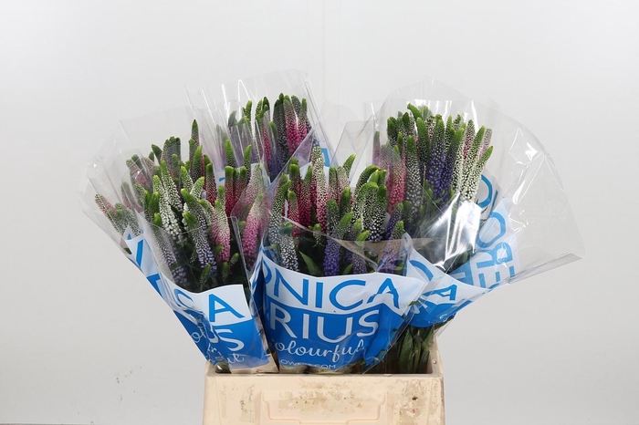 <h4>Veron Smart Col Gem</h4>