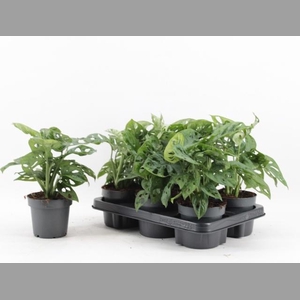 MONSTERA MONKEY LEAF