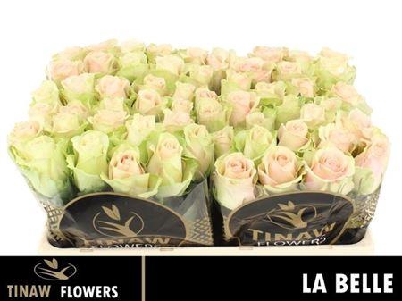 <h4>R Gr La Belle</h4>