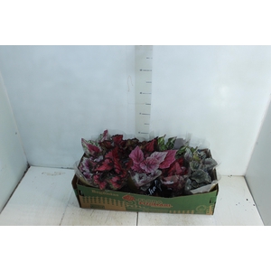 BEGONIA BELEAF P11 PO
