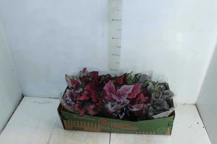 BEGONIA BELEAF P11 PO