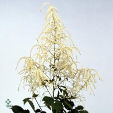 ARUNCUS DIOICUS