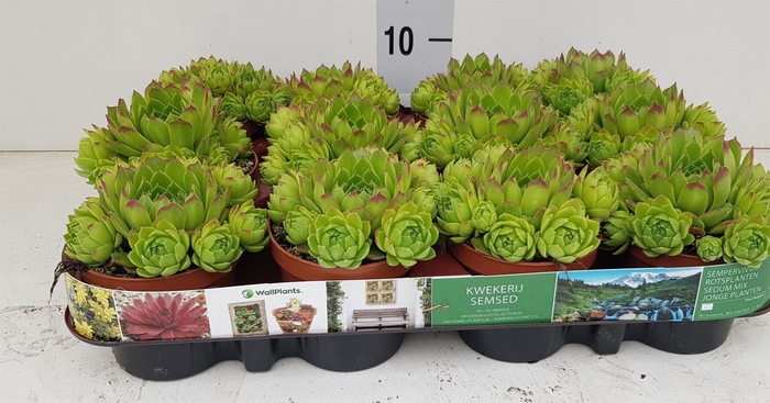 Sempervivum   ...