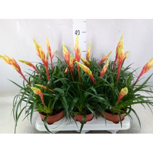 Vriesea  'Shannon'