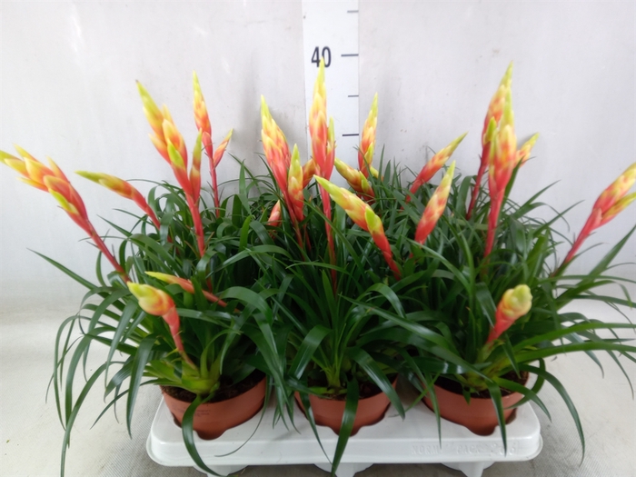 <h4>Vriesea  'Shannon'</h4>