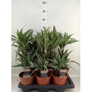 Dracaena fr de 'Warneckei'
