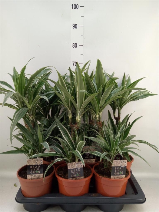<h4>Dracaena fr de 'Warneckei'</h4>