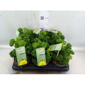 Pelargonium graveolens 'Lemon Tree'