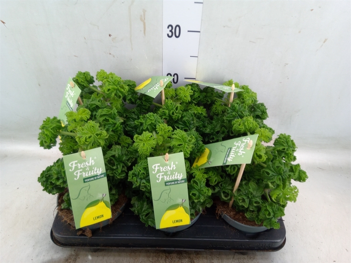 <h4>Pelargonium graveolens 'Lemon Tree'</h4>