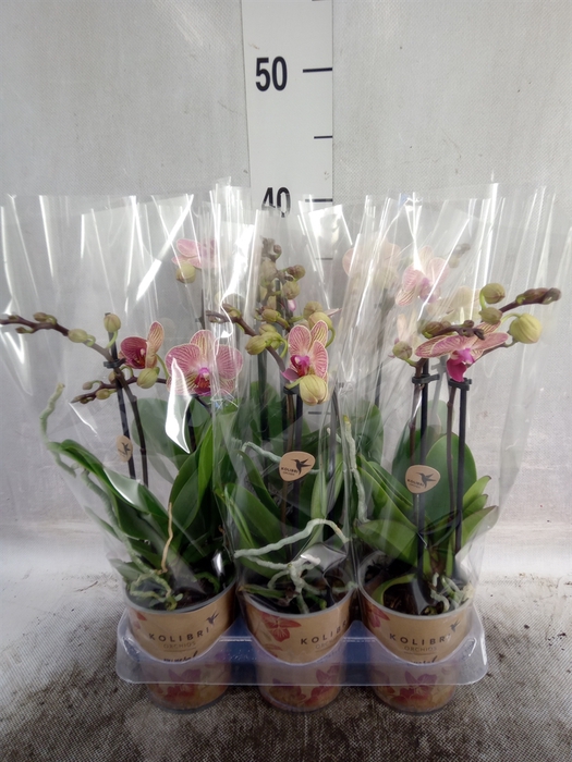 <h4>Phalaenopsis multi. 'FC Spri Moods'</h4>