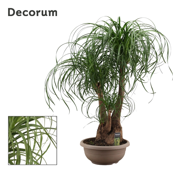 <h4>Beaucarnea Vertakt 35 cm (Decorum)</h4>