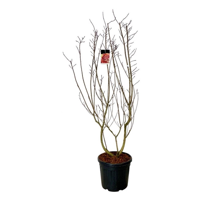 <h4>Cotinus cog. 'Royal Purple'</h4>