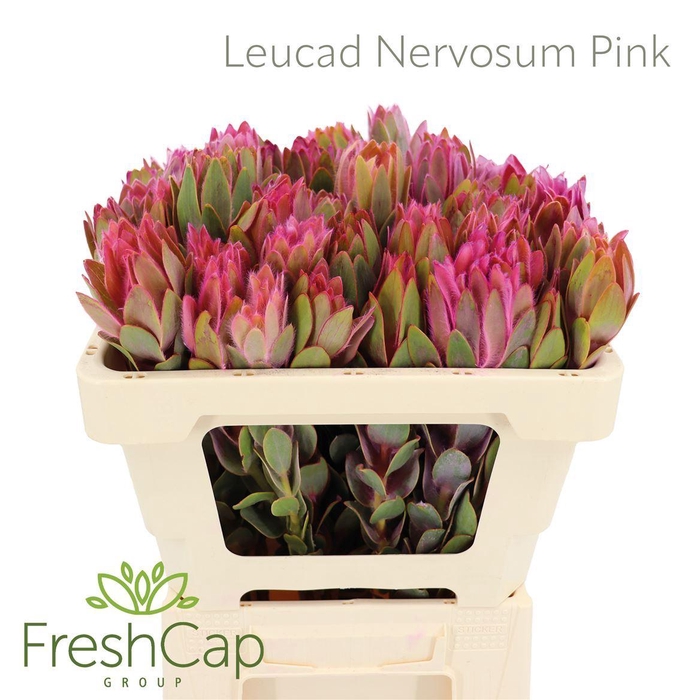 <h4>LEUCADENDRON NERVOSUM LEUCAD NERVOS</h4>