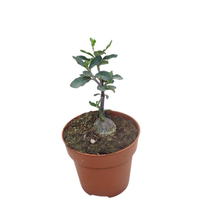 <h4>Fockea Edulis</h4>