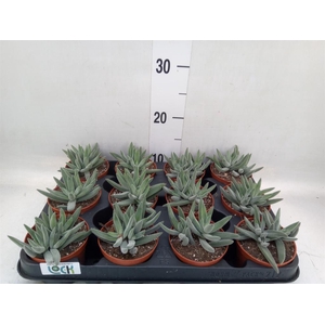 Crassula   ...