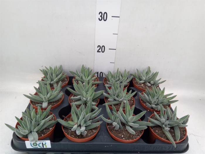 <h4>Crassula   ...</h4>