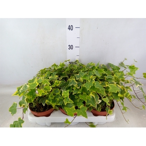 Hedera helix 'Goldchild'