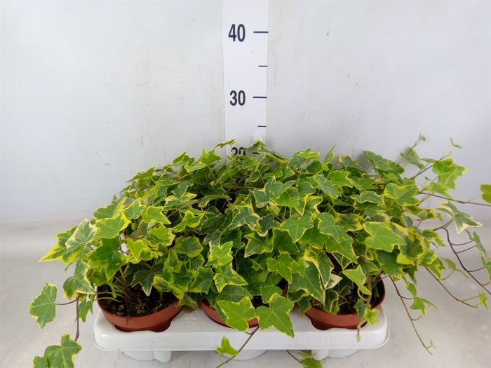 <h4>Hedera helix 'Goldchild'</h4>