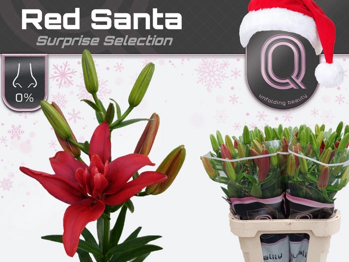 <h4>LI LA DU RED SANTA 4+</h4>