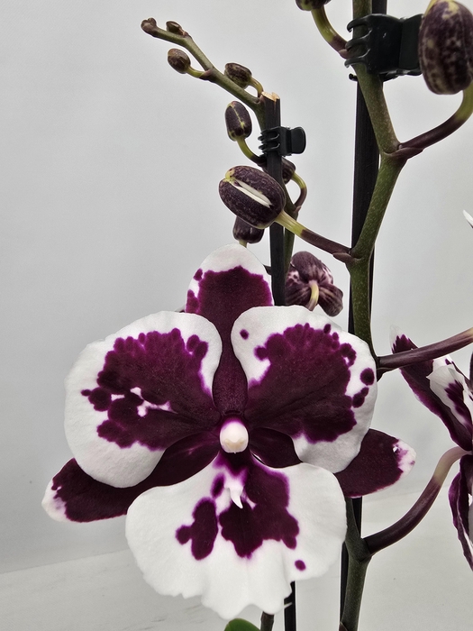 <h4>Limited 07 week 19</h4>