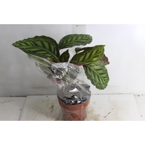 CALATHEA FLAMESTAR P17