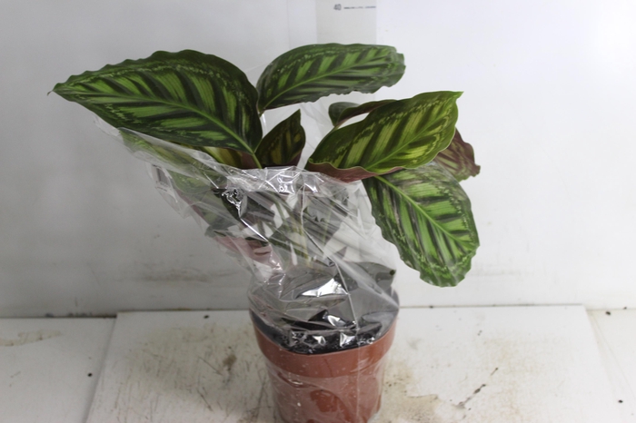 <h4>CALATHEA FLAMESTAR P17</h4>