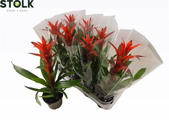 <h4>GUZM AMORETTO</h4>