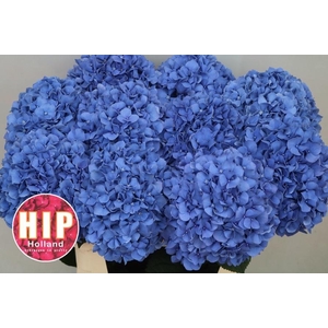 HYDR M CH PIMPERNEL