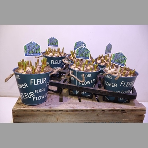 Arr Muscari In Zinken Pot