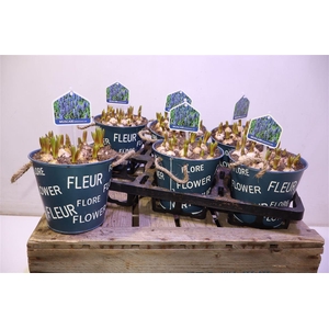 arr8 Arr Muscari In Zinken Pot