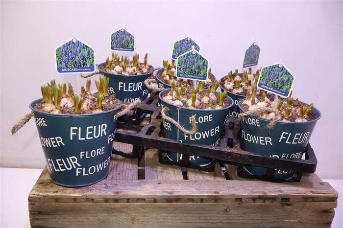 <h4>Arr Muscari In Zinken Pot</h4>