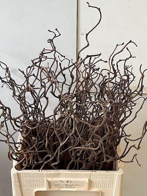 <h4>CORYL AV CONTORTA</h4>