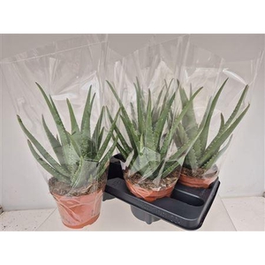 Aloe Mistral