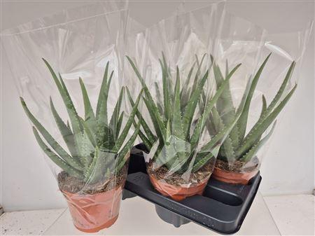 <h4>Aloe Mistral</h4>