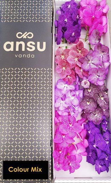 <h4>VANDA T GEMENGD</h4>