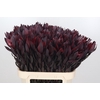 Leucadendron Saf Sunset Dark R.