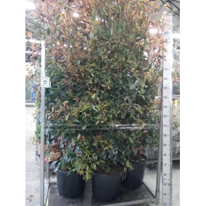 Photinia fraseri