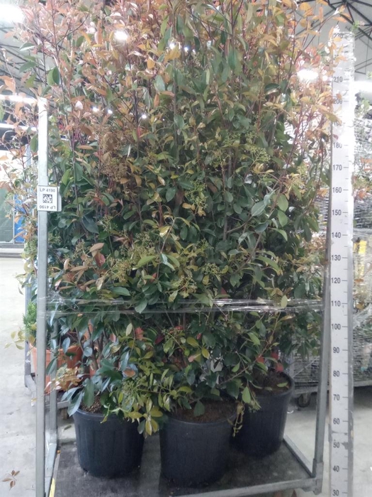 <h4>Photinia fraseri</h4>
