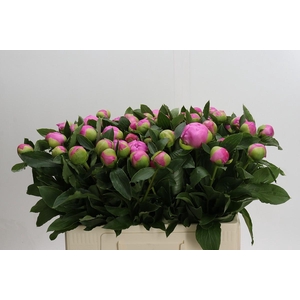 Paeonia Monsieur Jules Elie