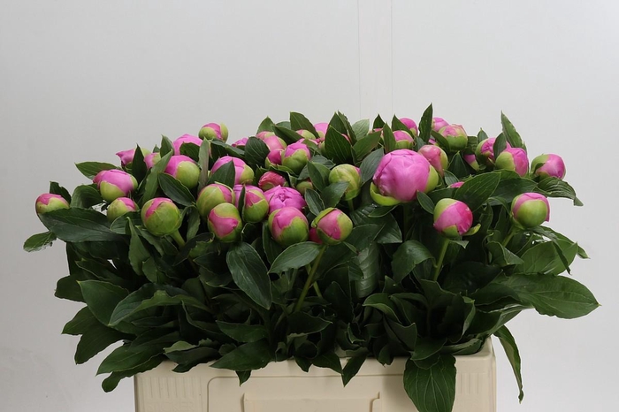 <h4>Paeonia Monsieur Jules Elie</h4>