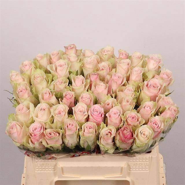 <h4>R GR PINK ATHENA</h4>