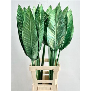 Strelitzia Blad Painted Green